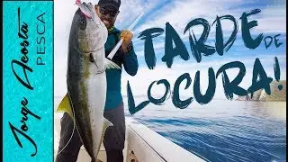 PESCA DE LOCURA!!!  Jureles Yellowtail ENORMES con JIGS y POPPERS