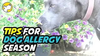 Tips Dog Allergy Season