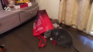 Cat fly  #StayHome