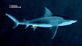 Самые опасные животных в амазоне