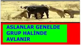 ASLANLAR GENELLİKLE GURUP HALİNDE AVLANIR!