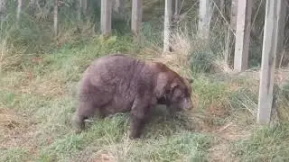 A beautiful grown Grizzly bear scratches his back  to a tree 
