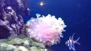 Alvepora Coral