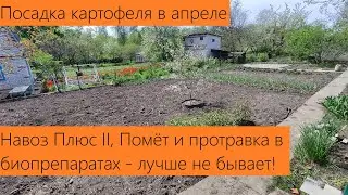Апрель 2024. Посадка картофеля в апреле С НАВОЗОМ ПЛЮС 2, ПОМЁТОМ И ПРОТРАВЛЕННЫЕ БИОПРЕПАРАТАМИ!