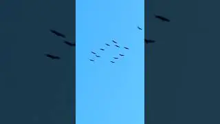 Авиарейс "Родина-Юг"...журавлиный трафик открыт 🛩️🕊️