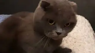 Шотландская Вислоухая Кошка, Умываемся и Причесываемся