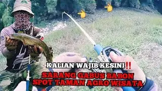 MANCING PAS DISARANG GABUS MONSTER💥 #mancing #mancingliar #mancingliarjakarta