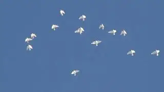 полёт Будапештских высоколётных голубей 17 02 2023г