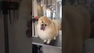 Как вам? 😁 Выпускник нашего питомника 😍Спасибо за видео, которые присылаете ❤️ #померанский_шпиц