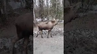 Alaska moose