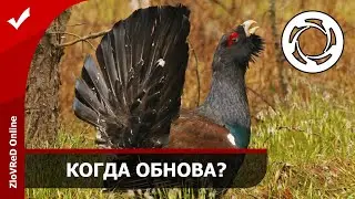 Калибр.  Caliber. Глухарю скучно ))