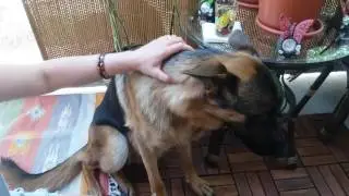 HOW TO PROPERLY GIVE LIQUID MEDICINE TO A DOG / Diarrhea in a Dog. What to do?