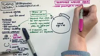 Plasmid design (bacterial expression vector)