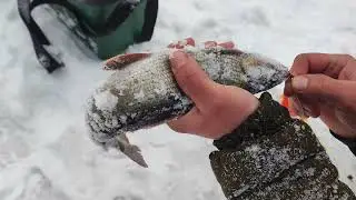 Пришли за трофейный ХАРИУСОМ, а наловили СИГА и ЕЛЬЦА, весенняя рыбалка на таежной речке