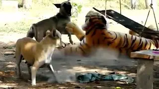 Assustando CACHORRO com TIGRE de pelucia 😱😆  Fake Tiger vs Real Dogs Prank Very Funny