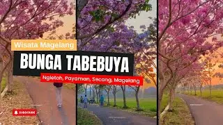 KENA PRANK ke Wisata Pohon Bunga Tabebuya Magelang | Jadi Tahu Lokasinya #magelang  #wisatamagelang