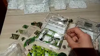 Формикарий для крупных видов муравьев