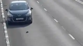 котёнок на дороге и человек