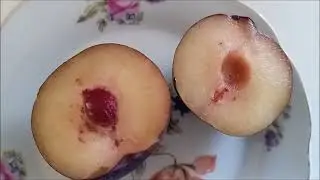 Plums, Hybrids of Plums, El Dorado Plums, Plumcots, Satsuma Plums, Japanese Varieties Plums