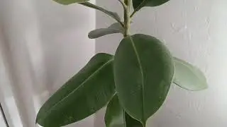 Kauçuk çiçeği ( Bitkisi )