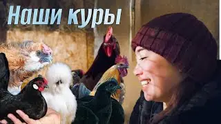 The chickens have grown up: what have they become? I'll show you 6 chicken breeds, their eggs, an...