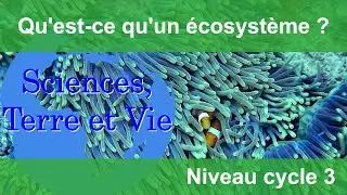 Qu'est-ce qu'un écosystème ?