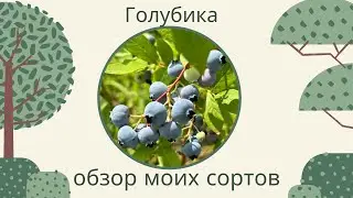 Голубика. Обзор моих сортов в период плодоношения
