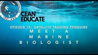 Meet a Marine Biologist _ Episode 16: Satellite Tagging Penguins