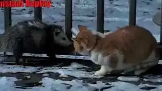 Схватка опоссума и кота.Кто победит?