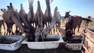 Amazing abilities of a camel that will definitely surprise you.