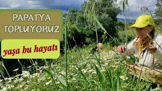 YAŞADIĞIM HAYAT / Çayını Yapmak için Papatya nasıl Toplanır? 