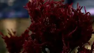 Flower Micro Videography