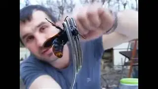 азиатские шершни убийцы