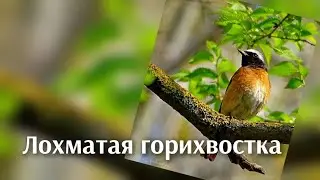 Лохматая горихвостка