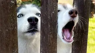 My Huskies Thought I Abandoned Them! Yuki Thinks She's a Puppy
