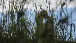 Cвадьба в Донецке. Предсвадебка Love story videomir.org.ua