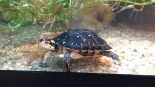Life of a Spotted Turtle / Reptiles up Close: Worms!