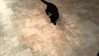 Tesla vs. the laser