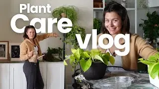 Repotting, Chopping my Monstera Albo, & Rearranging my Houseplant Collection!
