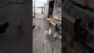 два молодых петушка