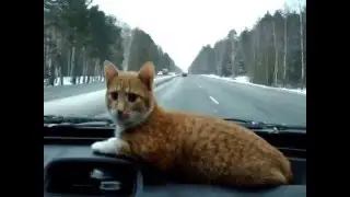 котенок ПЕТРИК ПЯТОЧКИН едет в Киев