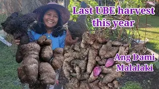 Harvest today: Last Ube Ang dami