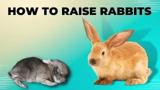 How to Raise Rabbits