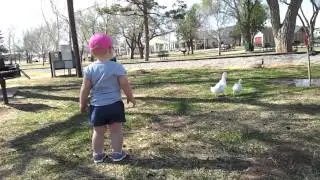 More ducks...