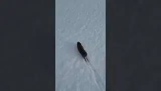 Курва рататуй! Kurwa почекай