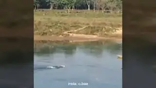 Hero reptiles beating Sissy puppies and faggot kittens