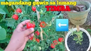 paano mag tanim ng kamatis at tips sa pagpapalaki nito