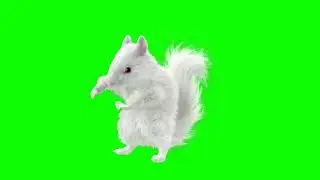 Rabbit Dancing Green Screen | Dancing Rabbit Green Screen | Green BackGround Screen | (No Copyright)