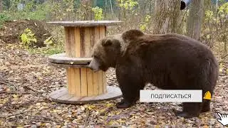 Медведь играет с катушками