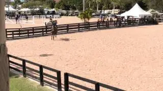Fantastic Junior Amateur Hunter by Verdi